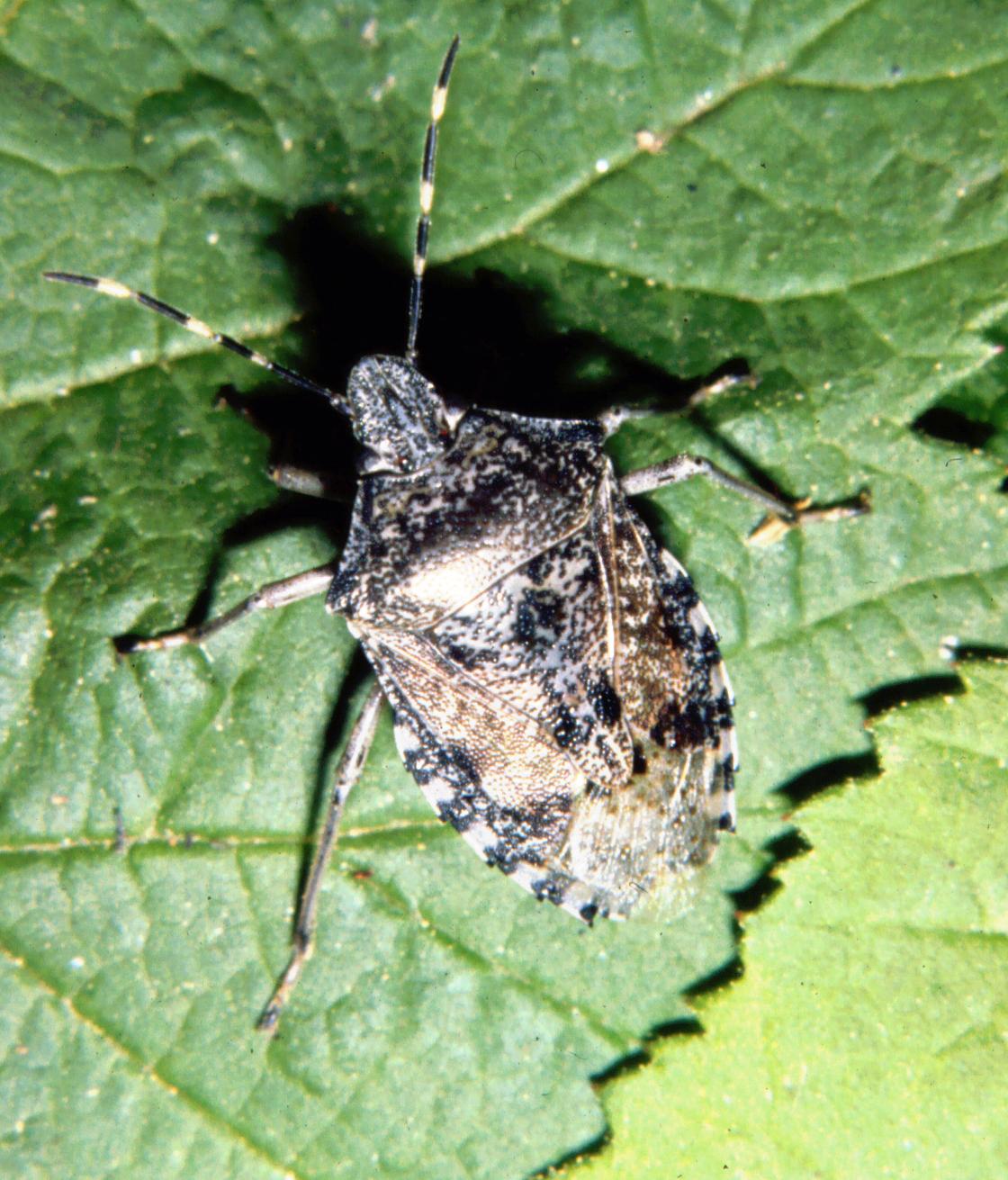 Rhaphigaster nebulosa